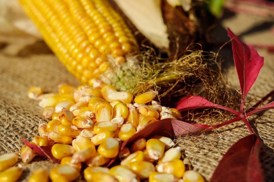 A decisão foi adotada diante da possibilidade de escassez de milho no mercado interno