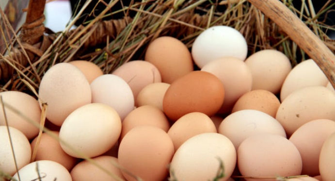 Nos primeiros três meses de 2020, a produção de ovos de galinha foi de 965,11 milhões de dúzias