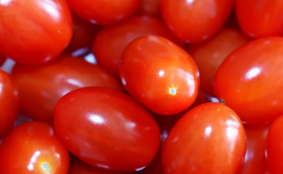 As baixas temperaturas registradas nas últimas semanas atrasaram a maturação dos tomates no campo