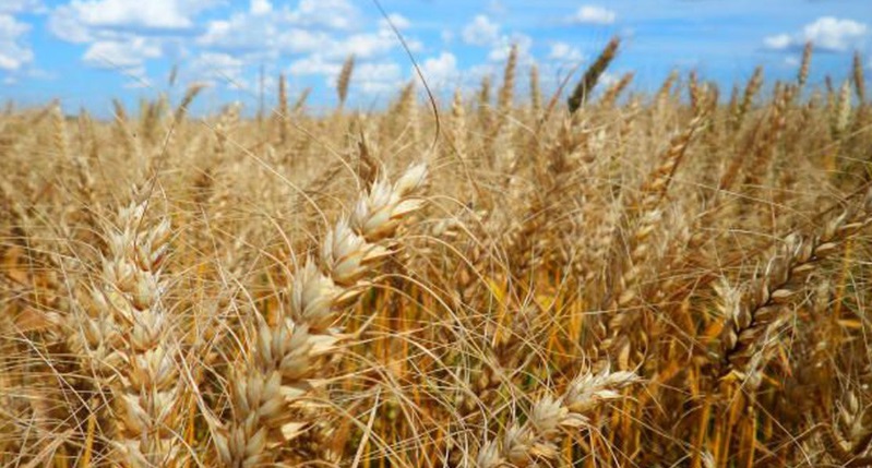 A intenção, diz a nota, é ampliar em 120 mil hectares a área plantada com esses grãos para aumentar oferta de matéria-prima para ração animal