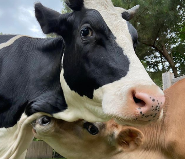 O Life with Pigs Farm Animal Sanctuary cuida de mais de 15 animais, inclusive de duas vacas