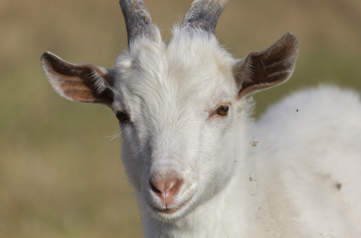 Varejistas britânicas compravam leite de fazenda denunciada por maltratar cabras