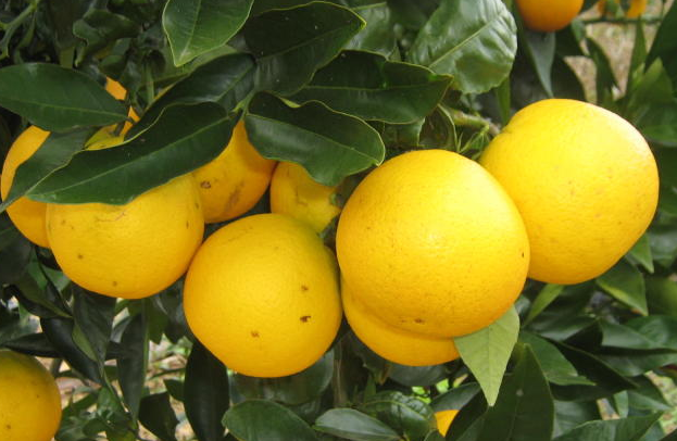 Segundo o boletim da CNA, as exportações de itens como tangerina, laranja e limão subiram