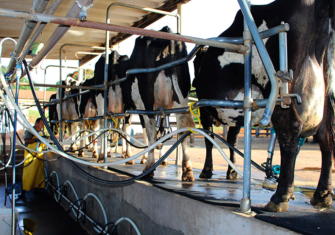 A CNA planeja dar início a estudo de prospecção para o setor lácteo na China