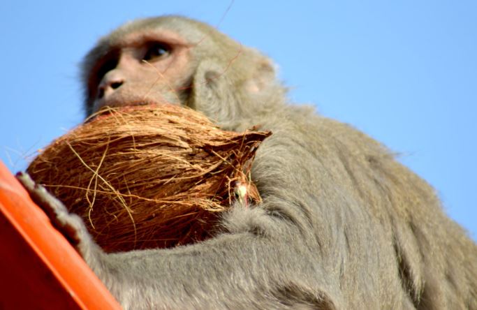 A Peta disse ter encontrado oito fazendas na Tailândia, onde os macacos foram forçados a colher cocos