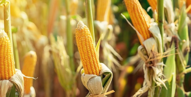A colheita de milho da safra 2019/20 na Argentina atingiu 90,4% da área total prevista, informou a Bolsa de Cereais de Buenos Aires em relatório semanal