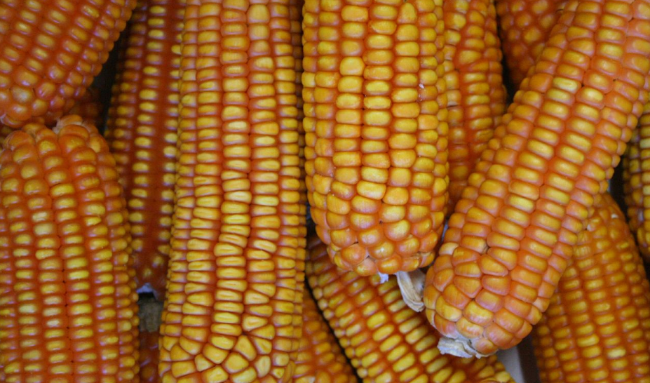 Colheita de milho na Argentina atinge 94,6%