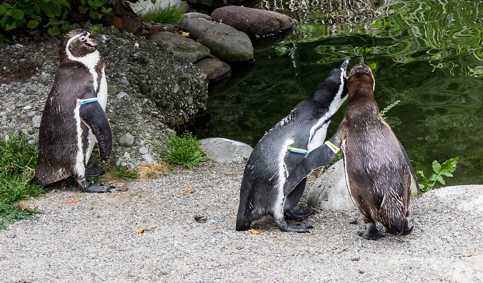 Os pesquisadores observaram uma alta pressão no trato digestivo dos pinguins