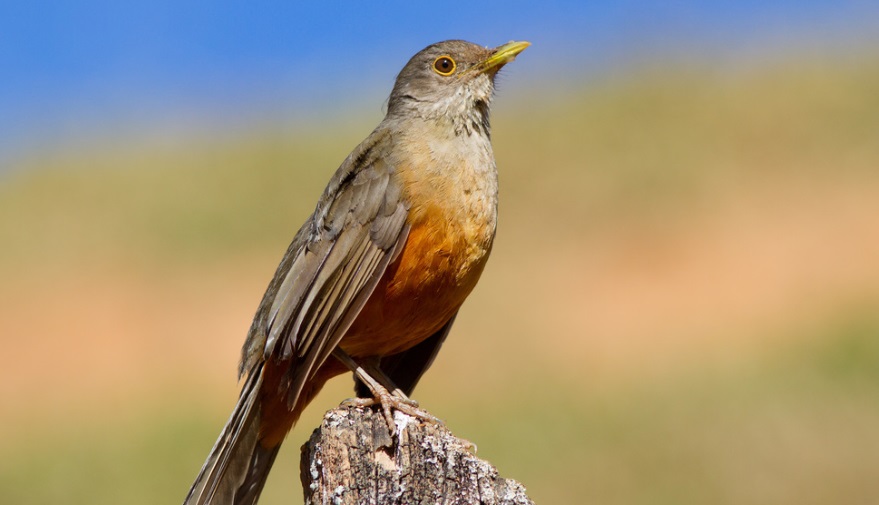 Sabiá-laranjeira é um dos pássaros que vivem nas áreas urbanas do País mais conhecidos da população