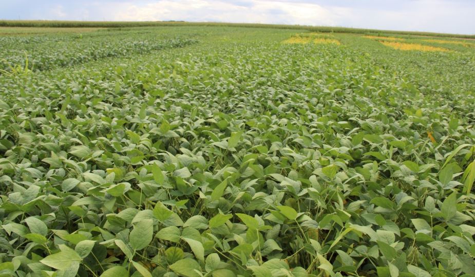 Datagro: área plantada de soja no Brasil deve crescer 2,5% em 2020/21