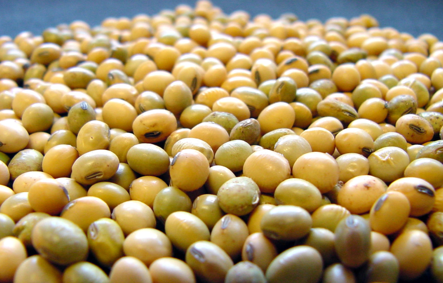 Imea: disputa entre exportação e mercado interno sustenta preços da soja em MT