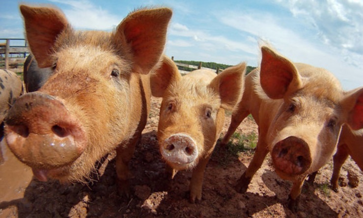 A China foi o segundo principal destino de vendas de carne suína dos Estados Unidos na semana