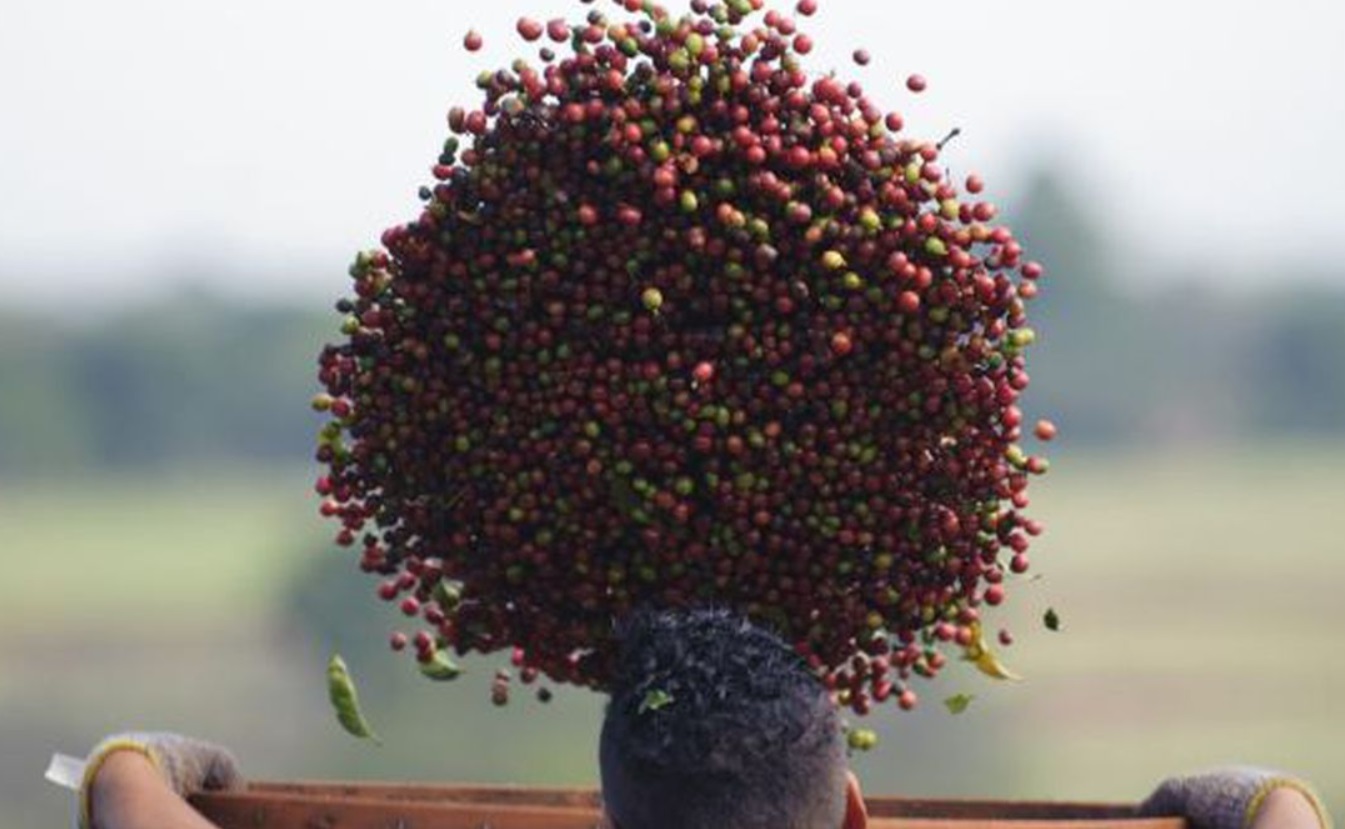 Café arábica correspondia a 87% do total do grão armazenado, chegando a 11,4 milhões de toneladas