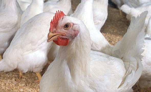A Arábia Saudita suspendeu a compra de frangos do Brasil