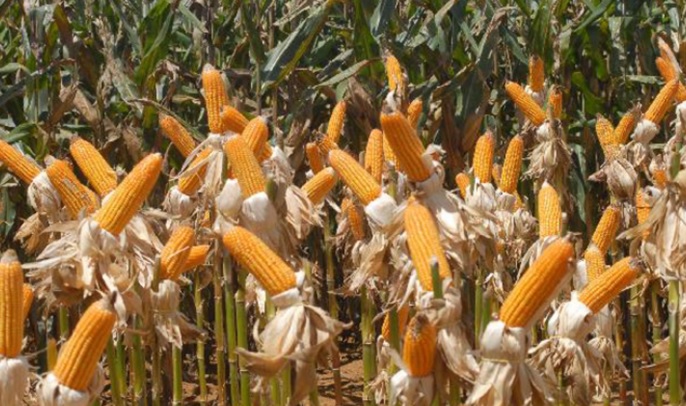 Em relação ao milho, a retirada do cereal do campo foi concluída nas regiões oeste, norte e noroeste de Mato Grosso