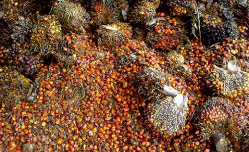País exportou 1,782 milhão de toneladas de óleo de palma em julho