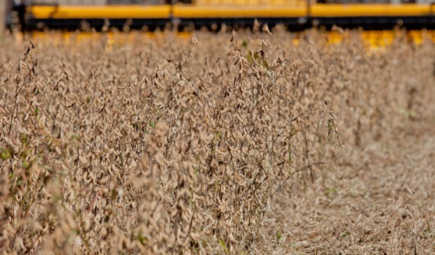 O Brasil importou 509,1 mil toneladas de trigo em julho, com desembolso de US$ 114,18 milhões (preços FOB), de acordo com dados do Agrostat