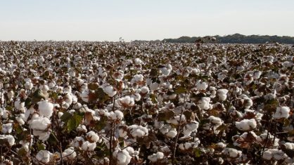 A área plantada de algodão na safra 2019/20 foi de 40,2 mil hectares, 12,1% superior à safra 2018/19