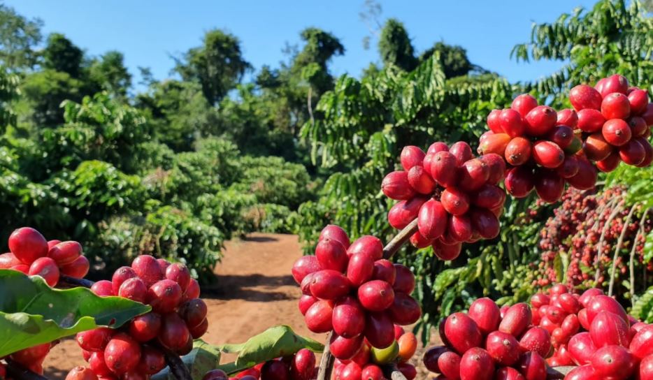 A receita cambial gerada pelas exportações de café no mês passado foi de US$ 386,6 milhões