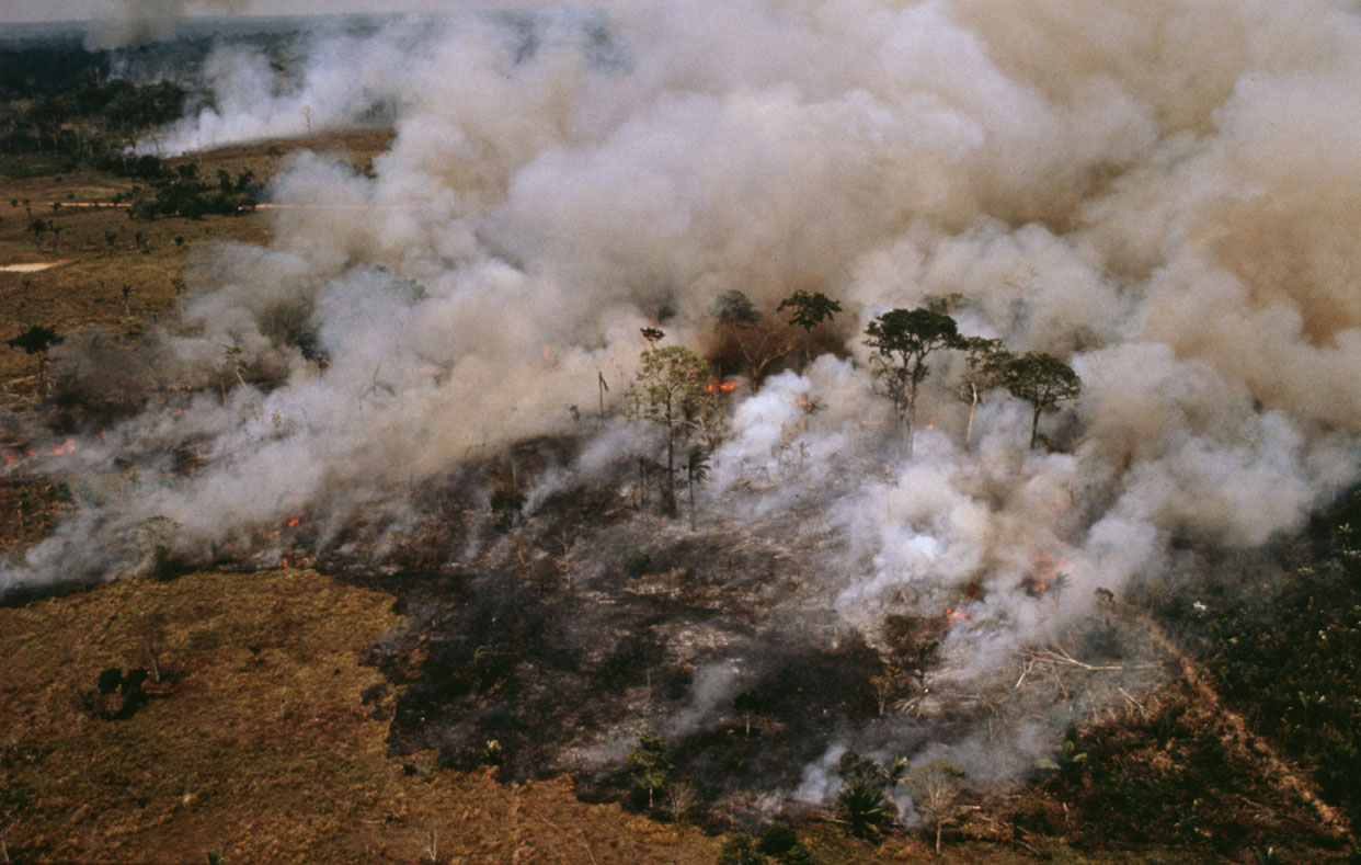A Coalizão Brasil Clima, Florestas e Agricultura reúne nomes da área ambiental como WWF Brasil, WRI Brasil, TNC, Imazon e Instituto de Pesquisa Ambiental da Amazônia (Ipam)