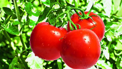 O tomate, por causa do clima frio, que retarda o amadurecimento, subiu em todo o país