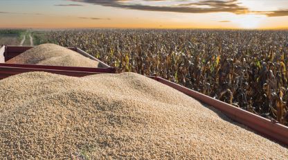 A produção de soja totalizou R$ 125,6 bilhões em 2019, mantendo-se na primeira posição no ranking
