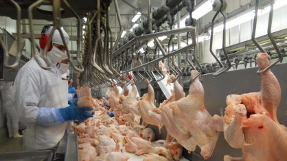Na média de outubro, o frango inteiro resfriado foi comercializado no atacado da Grande São Paulo a R$ 5,94 o quilo