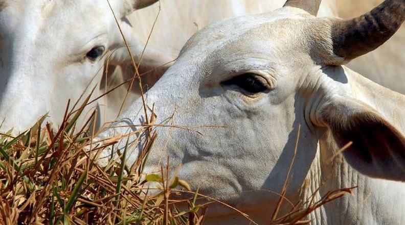 Com a queda no abate, os curtumes declararam ter recebido 8,19 milhões de peças de couro bovino, uma redução de 4,6% em relação ao adquirido no 3t de 2019
