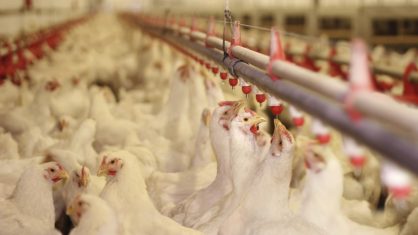 O poder de compra dos consumidores deve continuar enfraquecido, o que favorecer as vendas de carne de origem avícola