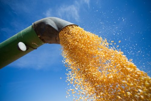 Para o milho é esperado um declínio de 1,5% (menos 1,5 milhão de toneladas) em relação a 2020, embora tenha havido um aumento de 1,6% frente à estimativa anterior