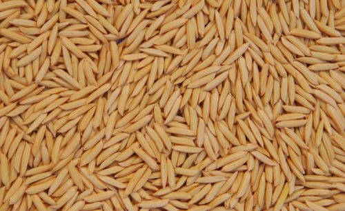 Segundo a Secretaria de Agricultura do Estado, o cereal tem ganhado espaço nas exportações agropecuárias do Estado