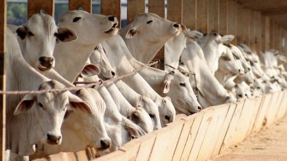 Já o abate de suínos aumentou 1,6% e o de frangos 5,5% na comparação anual