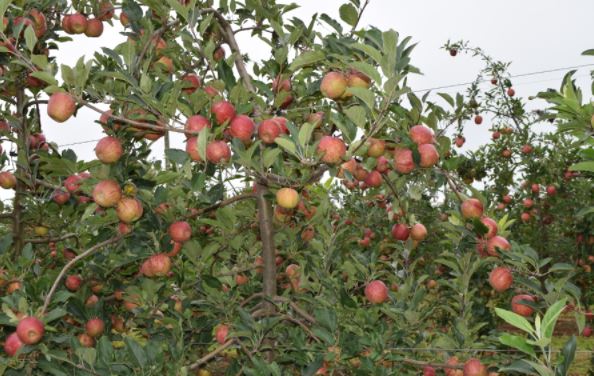 A expectativa é de que o maior produtor nacional da fruta retire dos pomares 550 mil toneladas de maçã