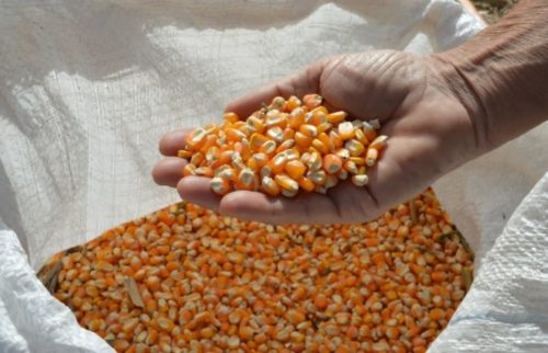 A produção de milho verão deve atingir 3,072 milhões de toneladas,