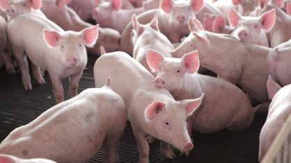 O vírus foi detectado em seis animais de uma granja de Hong Kong