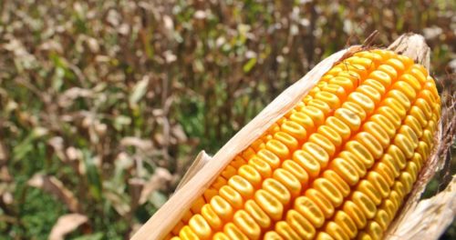 Já para o milho que está sendo semeado, safra 2020/21, as cotações atingiram "altos patamares"