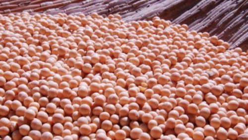 A colheita da soja avançou na última semana em todo o Estado, chegando em média a 5% da área implantada