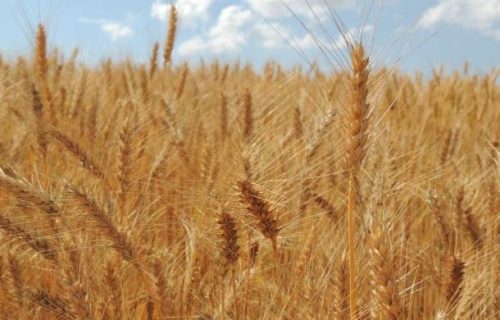 Já os volumes de trigo aumentaram, segundo os dados publicados pelo USDA