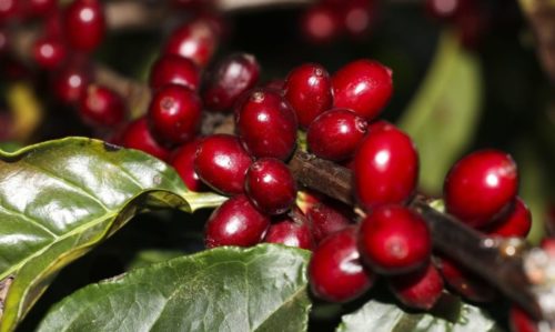 Levantamento aponta que o Paraná deverá produzir 873 mil sacas de café, redução de 9% em relação à produção do ano passado
