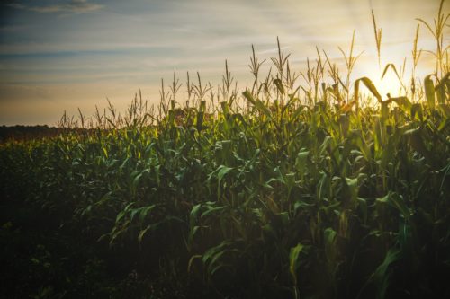 Mesmo com a previsão de safra recorde, Conab prevê uma queda mínima de 2,1 milhões de toneladas por causa do plantio do milho fora da janela ideal