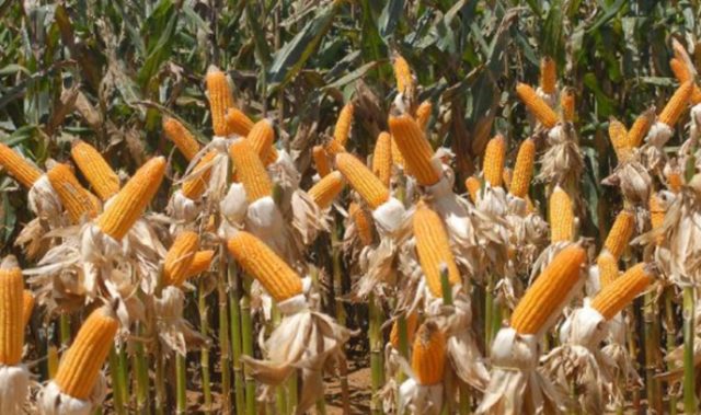 Para o milho, a Stratégie Grains elevou suas projeções de superávit ao fim da safra 2021/22 para 2,4 milhões de toneladas