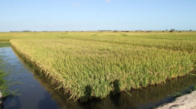 As maiores contribuições para o crescimento são observadas em arroz
