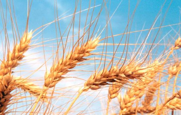 Das lavouras de trigo implantadas até a segunda-feira, 95% encontravam-se em boa condição