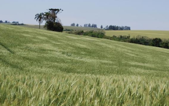 A produção de trigo, principal cultura, deve crescer 55% ante 2020, para 276.158 toneladas