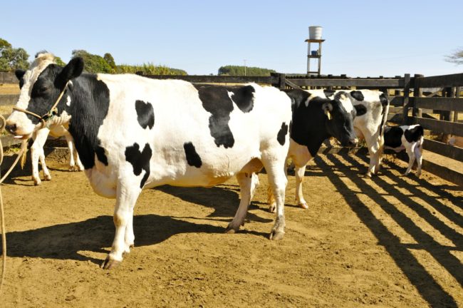 Batizado de treinamento "MooLoo", o estudo, que envolveu 16 vacas, mostrou que os bezerros tiveram um nível de desempenho comparável ao das crianças