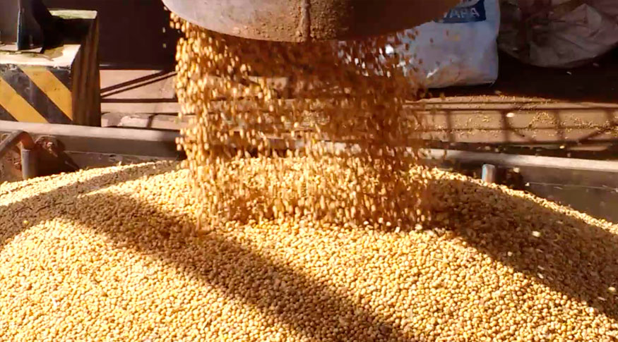 O Estado deve produzir 348 mil toneladas de trigo, o maior volume dos últimos dez anos