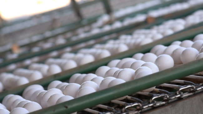 No acumulado de janeiro a outubro, as exportações de ovos somam 8,148 mil toneladas