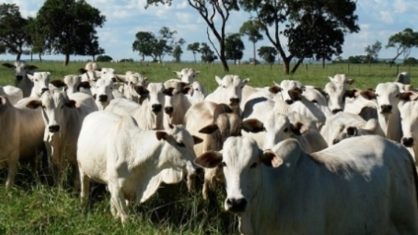 O número total de gado abatido alcançou no mês passado 448,19 mil cabeças