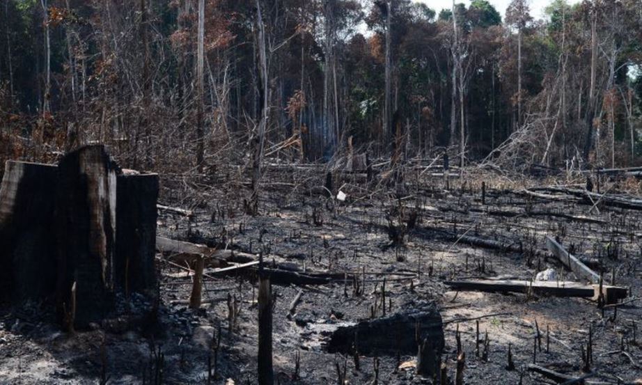 Foram 249 quilômetros quadrados (km²) de florestas da Amazônia com avisos de destruição