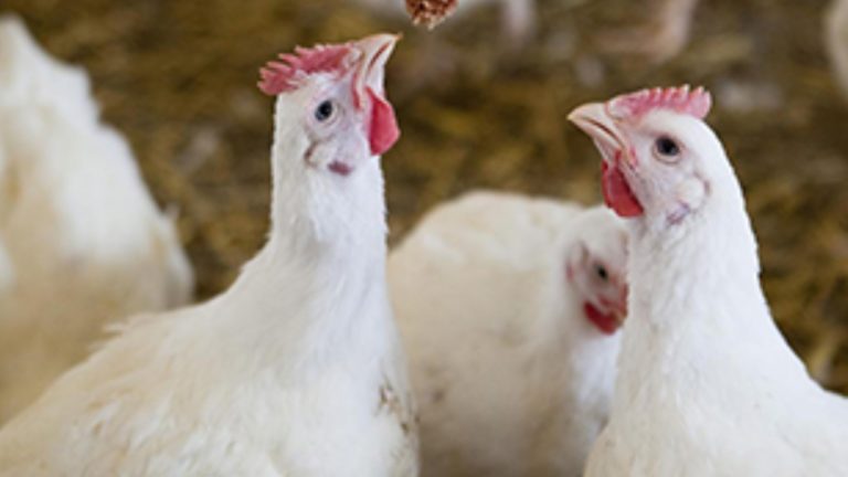 De acordo com o IBGE, foram abatidos 13,72 milhões de suínos e 1,54 bilhão de frangos no país no período